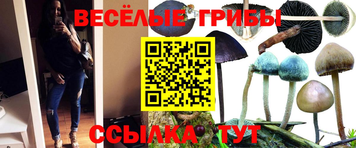 Псилоцибиновые грибы Psilocybe  Вход с VPN  Кингисепп 